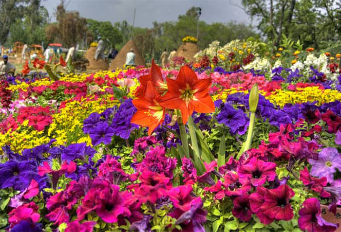 Rose And Jasmine Garden in Islamabad